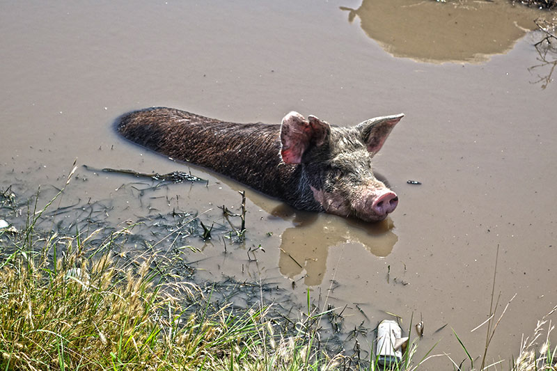 So gut wie diesem Hausschwein geht es leider nur wenigen Tieren in unserer industriellen Landwirtschaft.