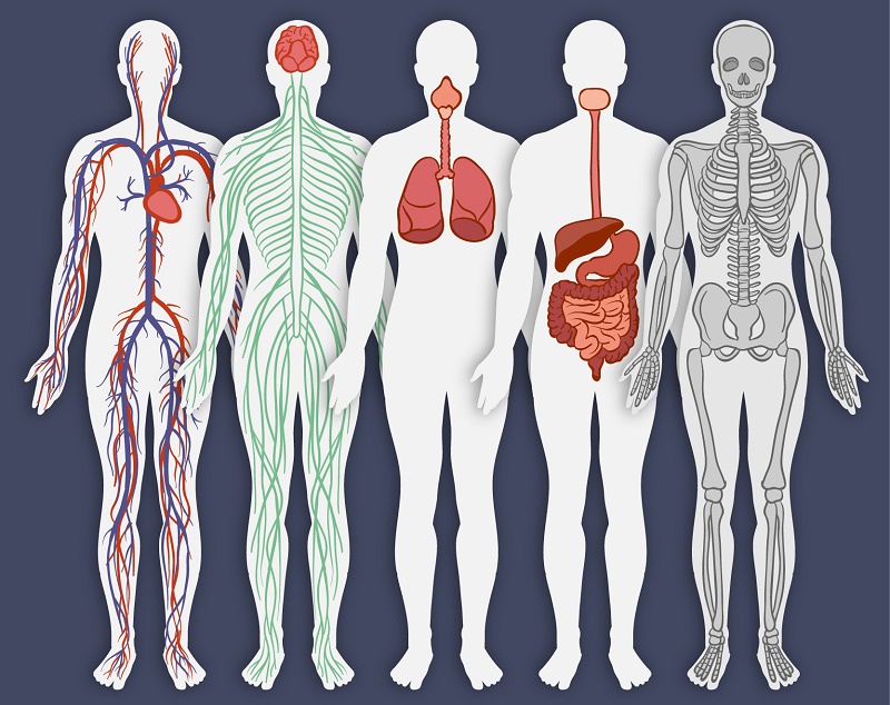 Der Körper ist ein Netzwerk aus Meridianen, Nerfen, Blutbahnen, Lymphen und anderen Systemen. <a href="https://www.freepik.com">Designed by Freepik</a>