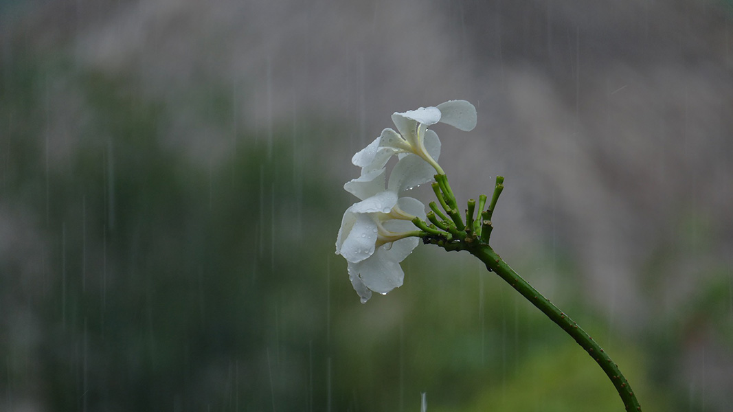 Von den Blumen können wir lernen, auch den Regen zu genießen.