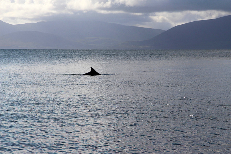 Whale-Watching: Un der Ferne schwimmt ein Delphin vorbei