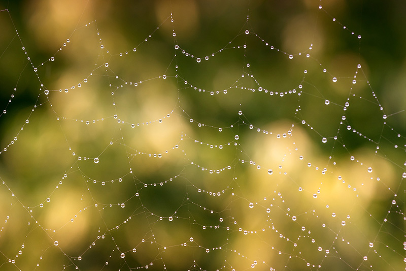 Spinnennetze werden durch Regen oder Nebel zu wahren Kunstwerken