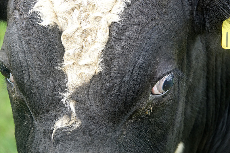Kühe und andere Nutztiere werden heute fast permanent mit Antibiotika versorgt.