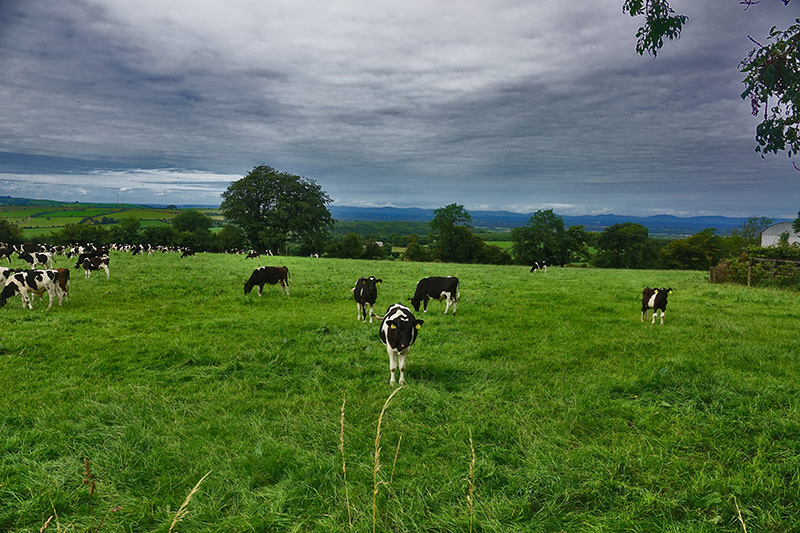 Die Kühe sind unsere üblichen Wegbegleiter, die meist soweit mitgehen, wie es ihre Weide erlaubt.