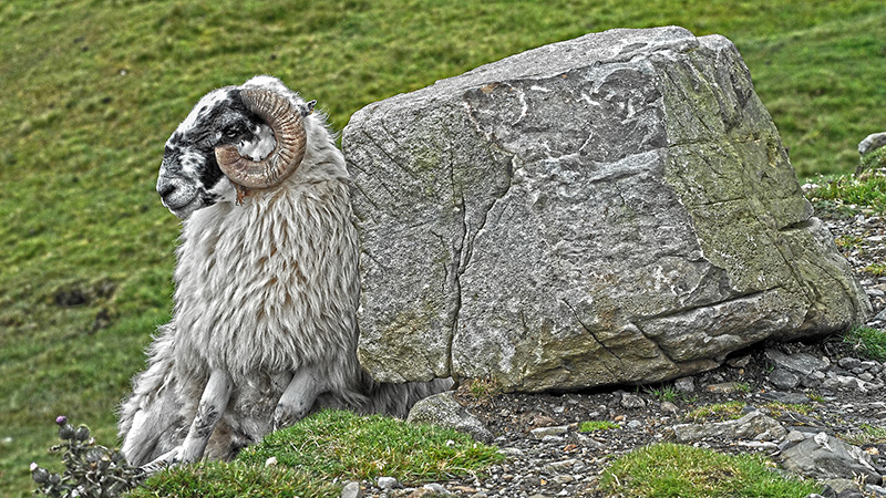 Ein Schafsbock versteckt sich hinter einem Stein