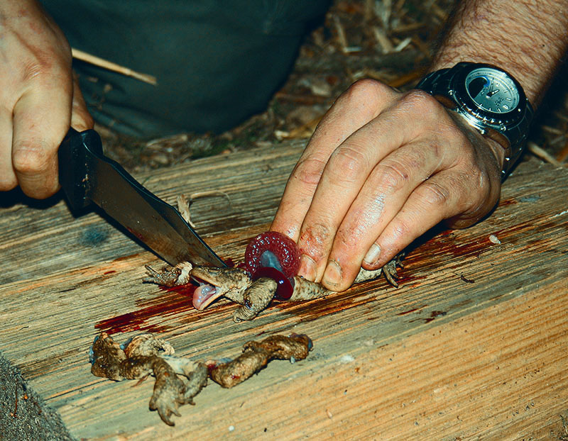 Zur Ausbildung eines Survivaltrainers gehört auch das Töten und Ausnehmen von Tieren.